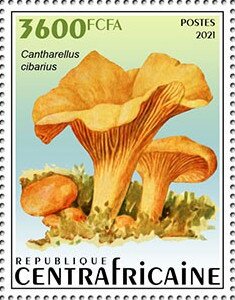 Chanterelle (Cantharellus cibarius)