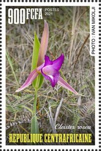 Cleistes rosea