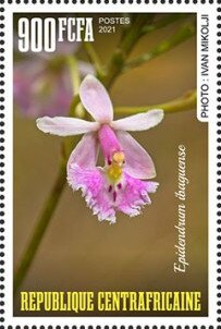 Epidendrum ibaguense