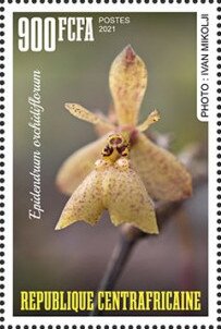 Epidendrum orchidiflorum