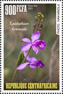 Epistephium hernandii