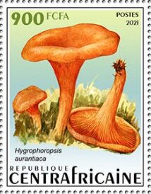 False Chanterelle (Hygrophoropsis aurantiaca)
