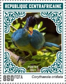 Great Blue Turaco (Corythaeola cristata)