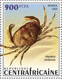 Hepatus chiliensis