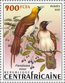 Lesser Bird-of-Paradise (Paradisaea minor)