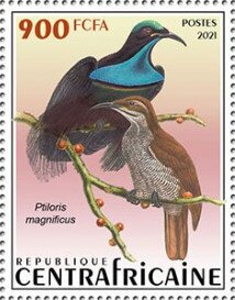 Magnificent Riflebird (Ptiloris magnificus)
