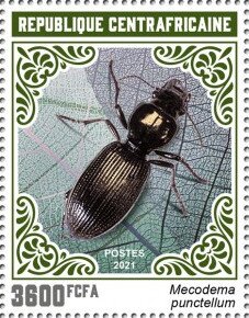 Mecodema punctellum