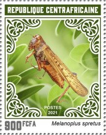 Melanoplus spretus
