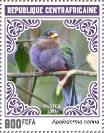 Narina Trogon (Apaloderma narina)
