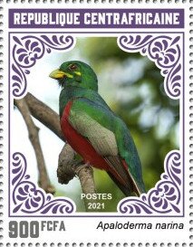 Narina Trogon (Apaloderma narina)