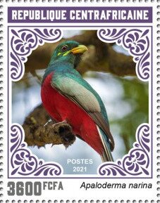 Narina Trogon (Apaloderma narina)
