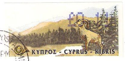 Cyprus Mouflon (Ovis musimon orientalis)