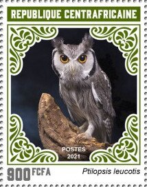 Northern White-faced Owl (Ptilopsis leucotis)