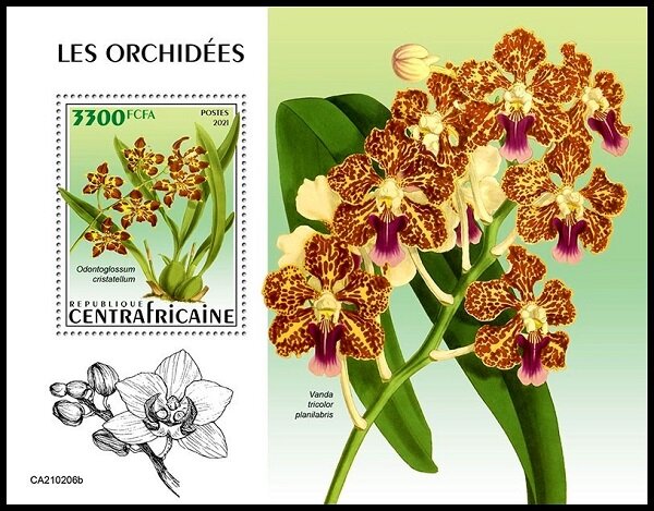 Odontoglossum cristatellum