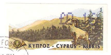 Cyprus Mouflon (Ovis musimon orientalis)