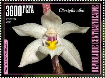 Otostylis alba