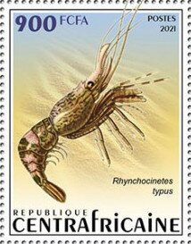 Rhynchocinetes typus