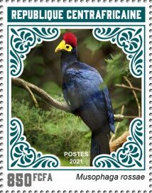 Ross's Turaco (Musophaga rossae)