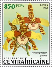 Rossioglossum grande