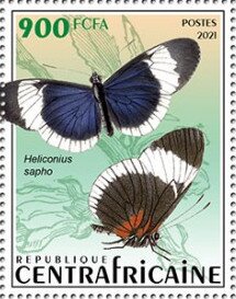 Sapho Longwing (Heliconius sapho)