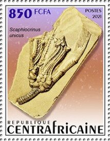 Scaphiocrinus unicus