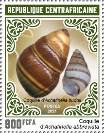 Shells of Achantinella abbreviata and Achentinella buddhi