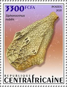 Siphonocrinus nobilis