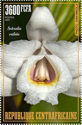 Sobralia valida