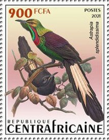 Splendid Astrapia (Astrapia splendidissima)