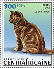 Tabby Cat