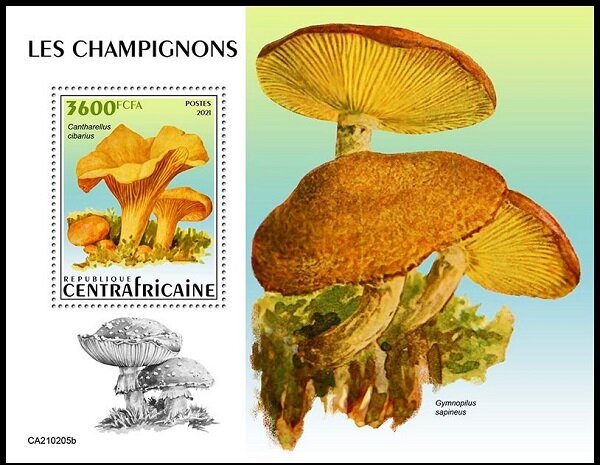 The Girolle Mushroom (Cantharellus cibarius)