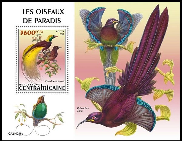 The Greater Bird of Paradise (Paradisaea apoda)