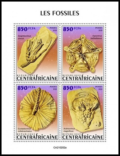 Various Fossils