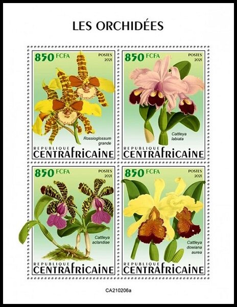 Various Orchids