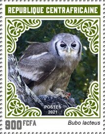 Verreaux's Eagle Owl (Bubo lacteus)
