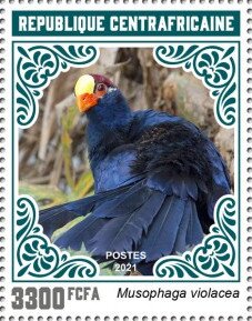 Violet Turaco (Musophaga violacea)