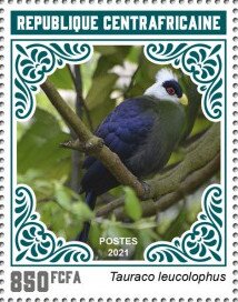 White-crested Turaco (Tauraco leucolophus)