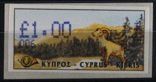 Cyprus Mouflon (Ovis musimon orientalis)