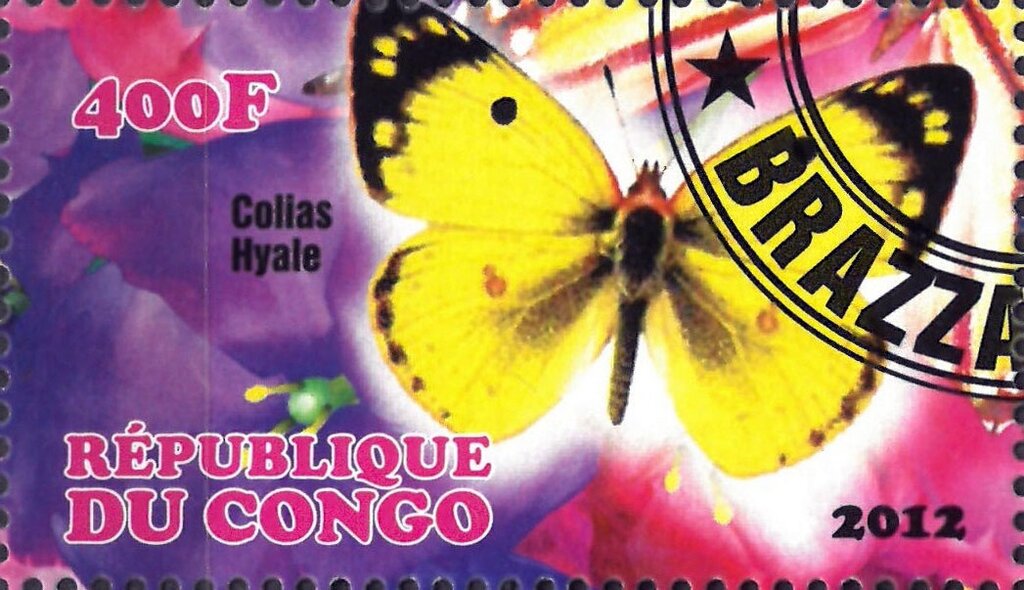 Colias Hyale