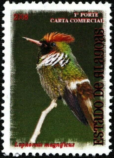 Frilled Coquette (Lophornis magnificus)