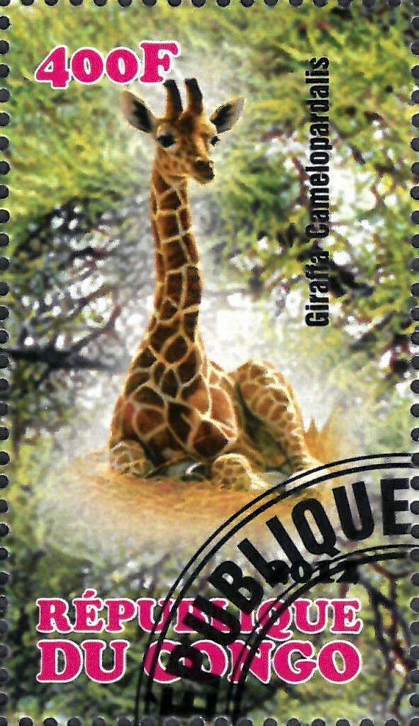 Giraffa Camelopardalis