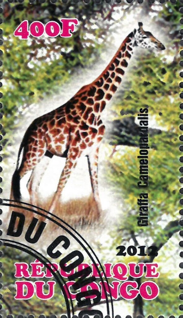 Giraffa Camelopardalis