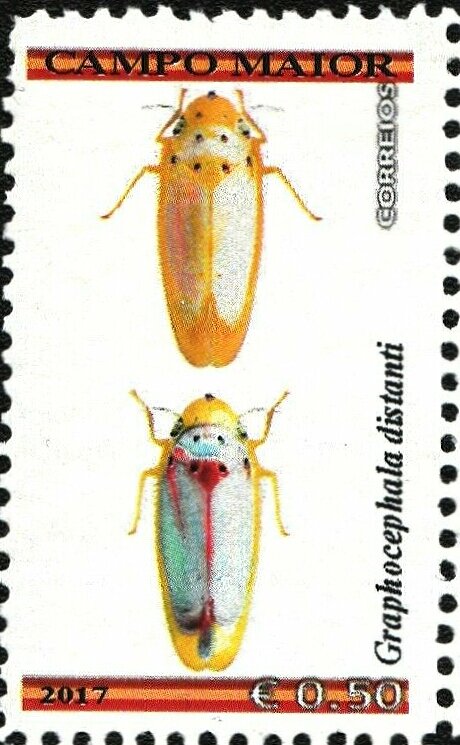 Graphocephala distanti