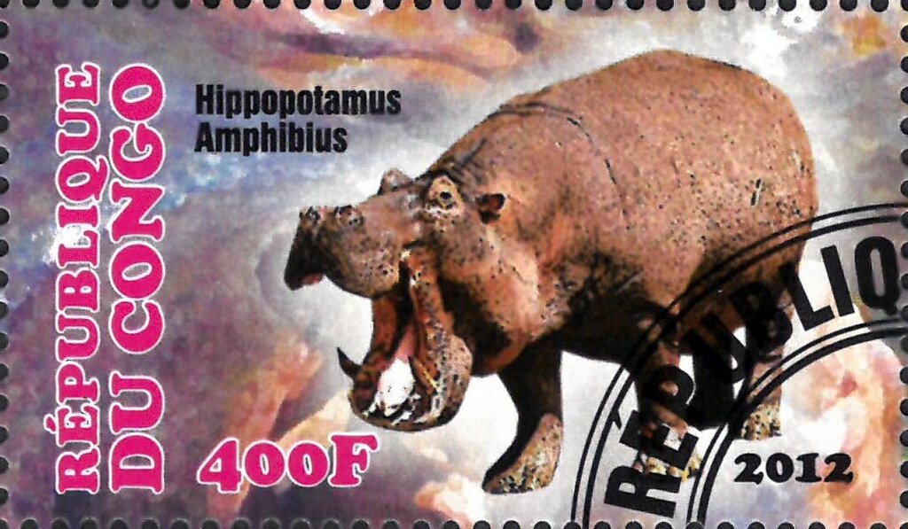 Hippopotamus Amphibius