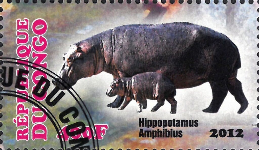 Hippopotamus Amphibius