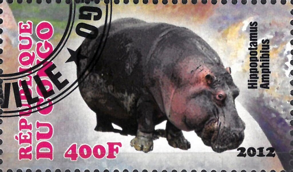 Hippopotamus Amphibius