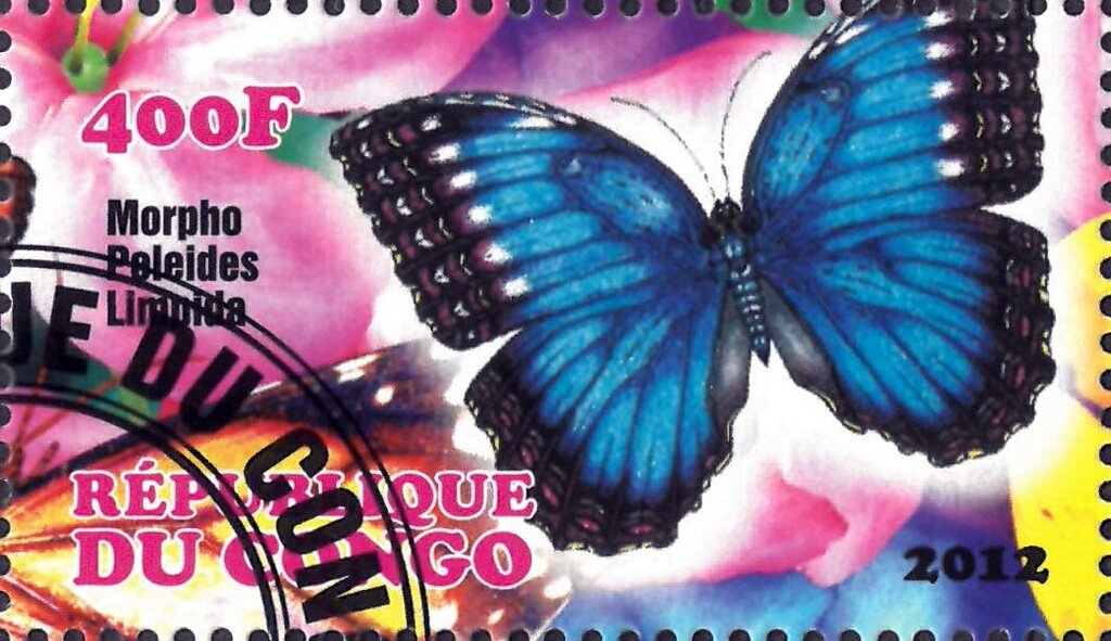 Morpho Poleides Limoida