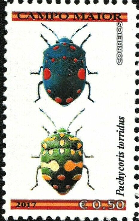 Pachycoris torridus