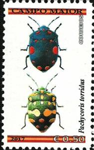 Stamp, Pachycoris torridus, Cinderellas,  , Animals (Fauna), Insects