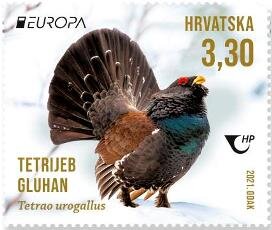 Western Capercaillie (Tetrao urogallus)